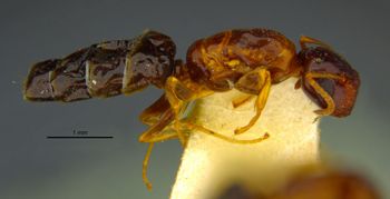 Media type: image;   Entomology 21556 Aspect: habitus lateral view